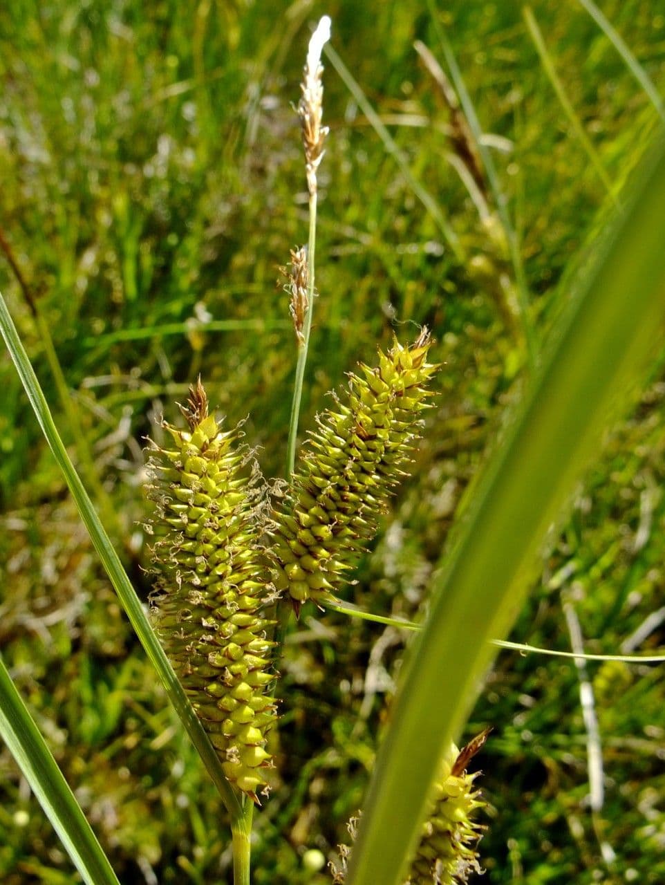 Carice rostrata 14