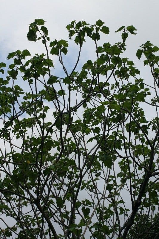 Dombeya 11