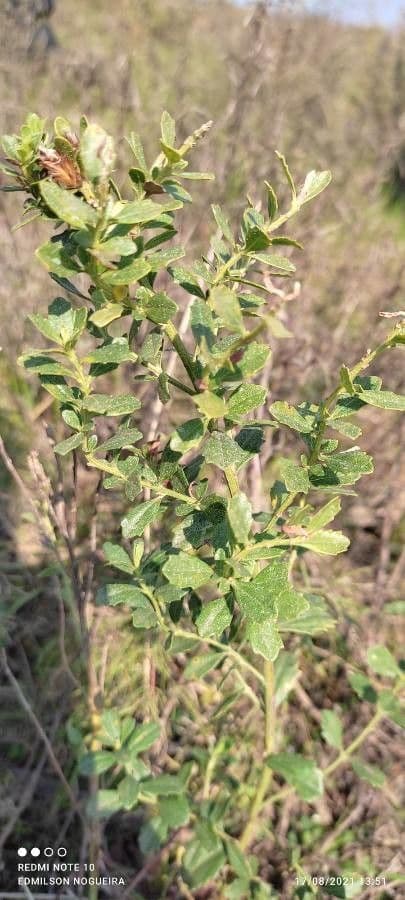 Baccharis 3