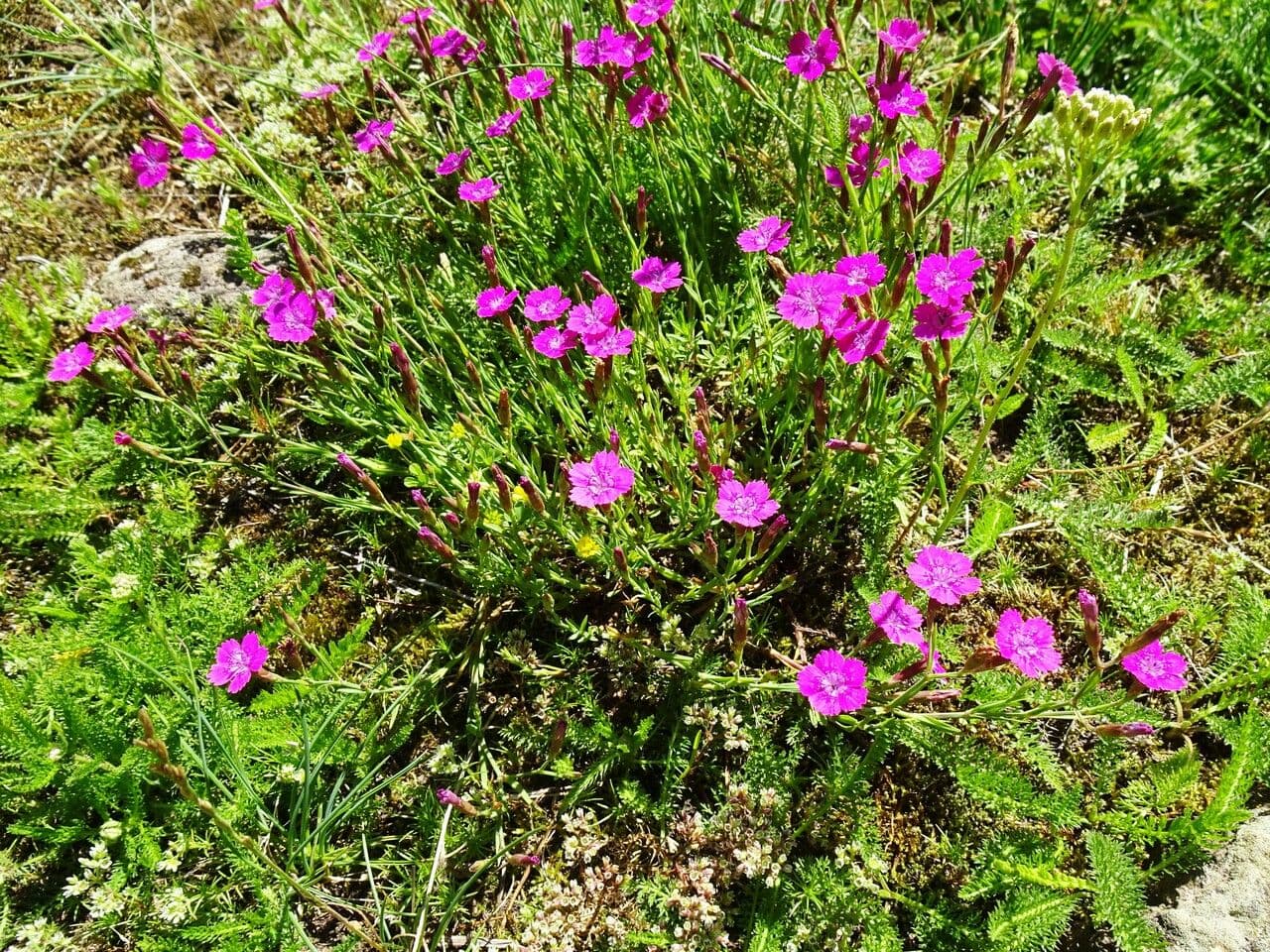 Heide-Nelke 15