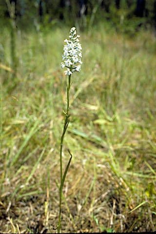 Platantera nivea 6