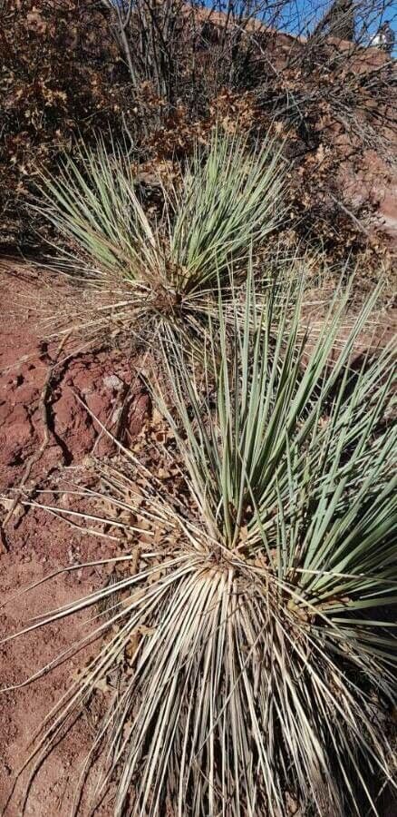 Yucca glauca 14