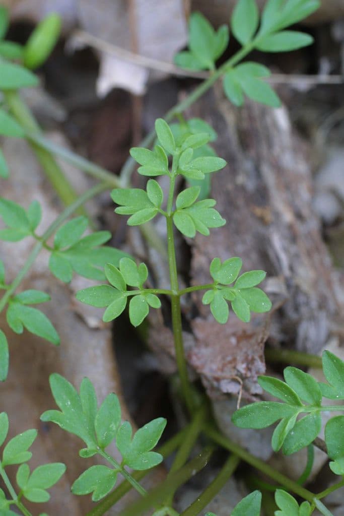 Erigenia bulbosa 12