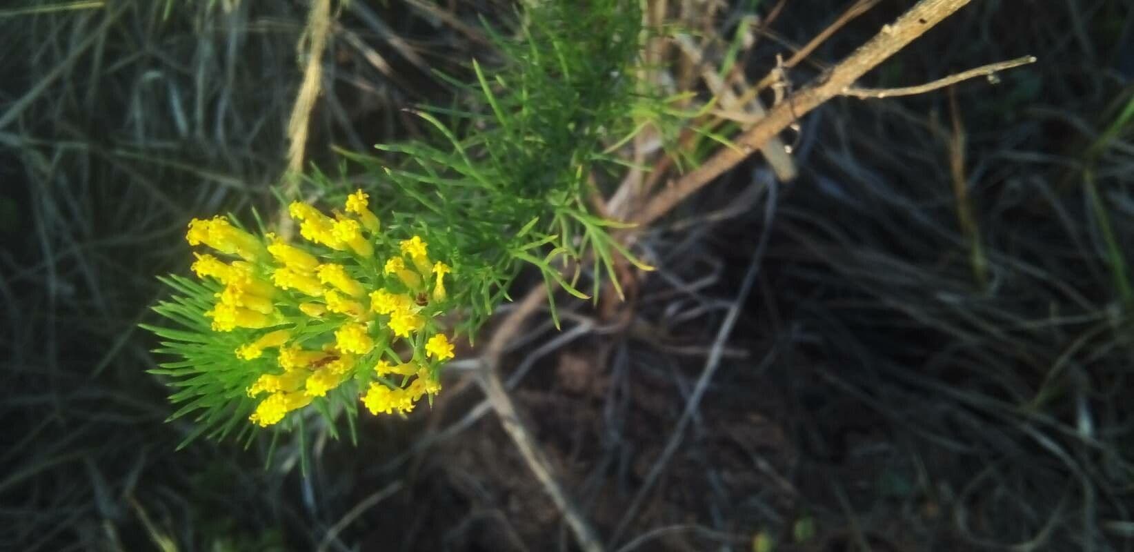 Phymaspermum 3