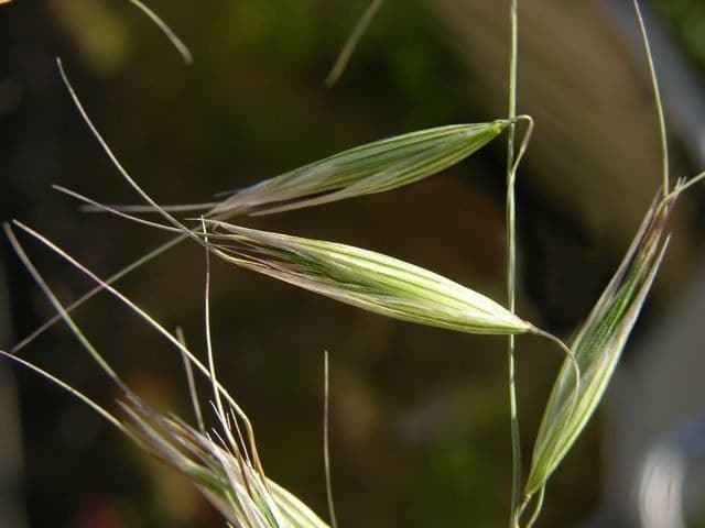 Avena strigosa 10
