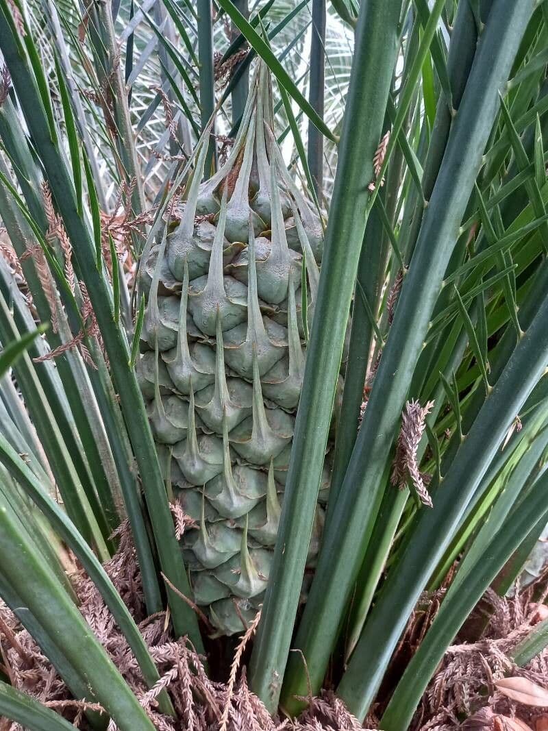 Macrozamia
