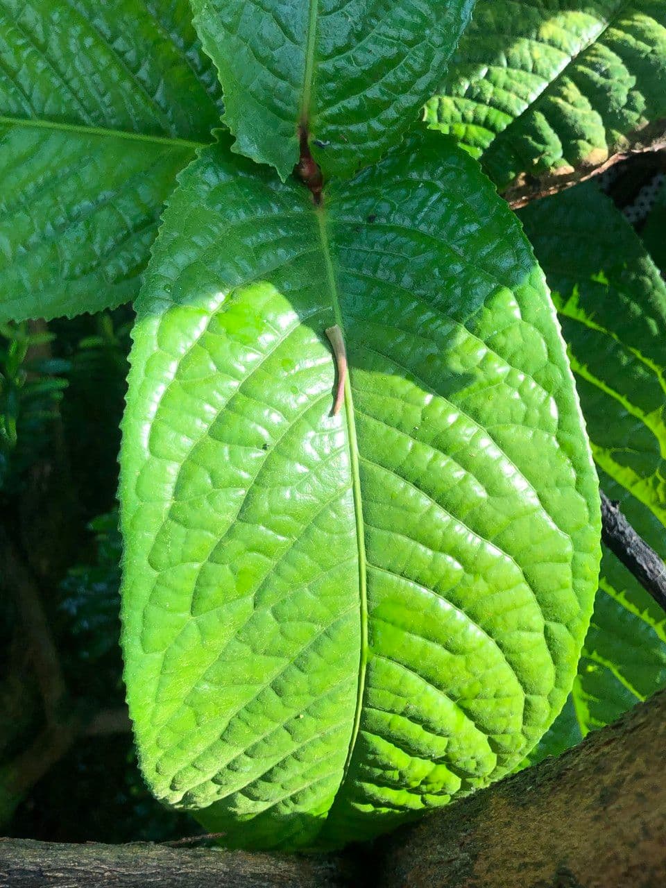 Camelia 17