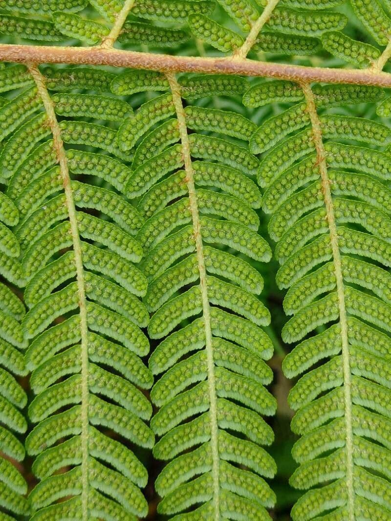 Sphaeropteris 12