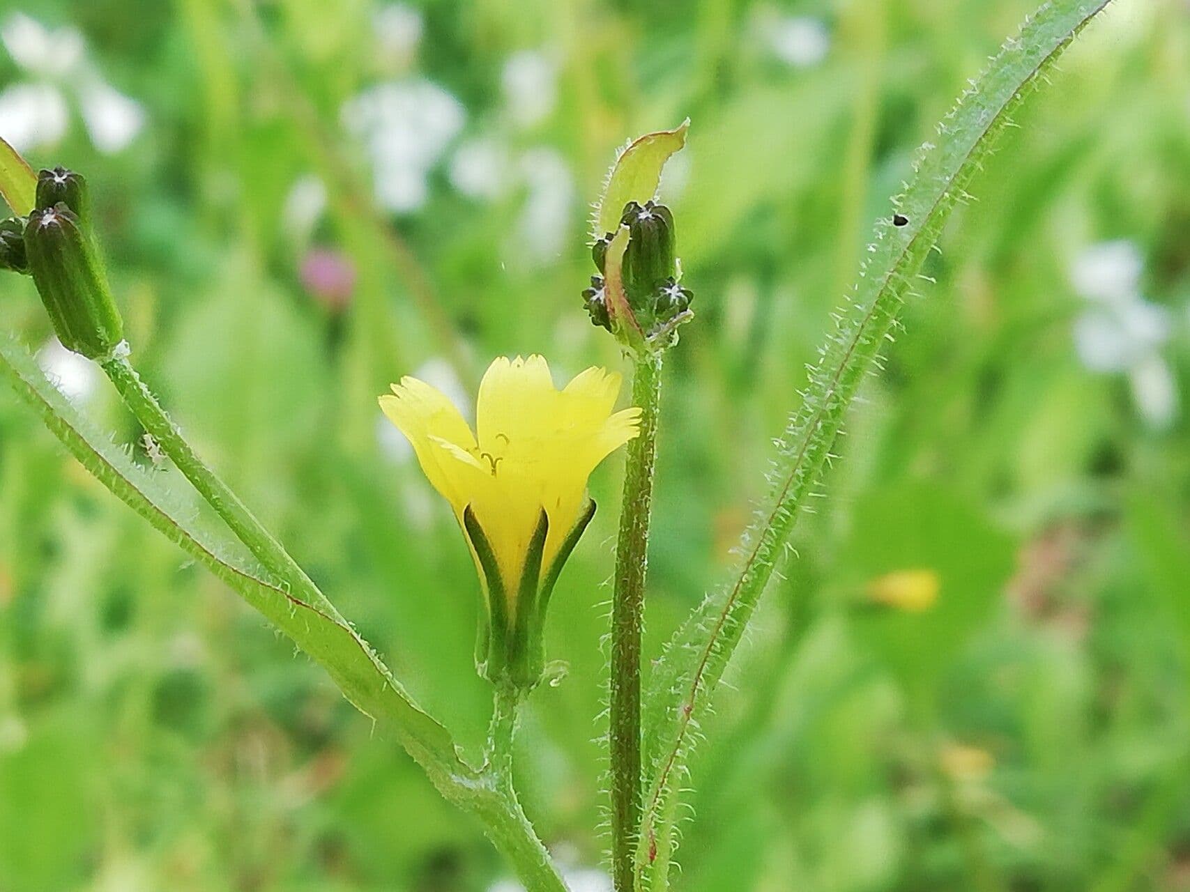 Rhagadiolus 6