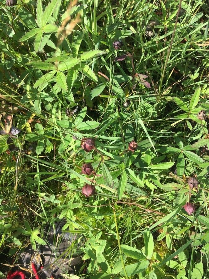 Cinquefoglie delle paludi