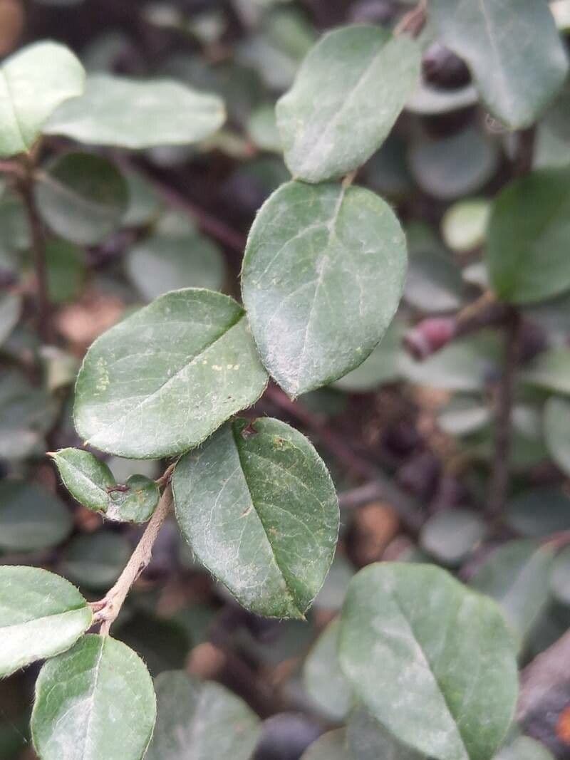 Cotoneaster di Pechino 10