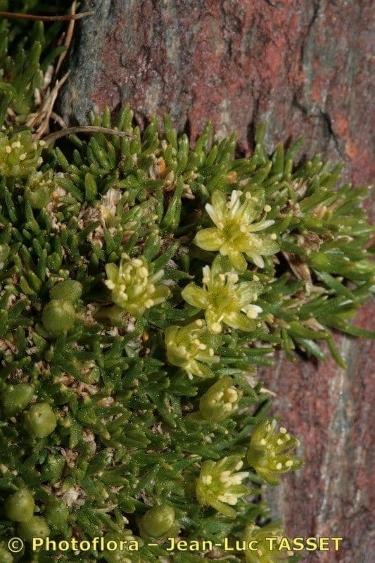 Minuartia sedoide 21