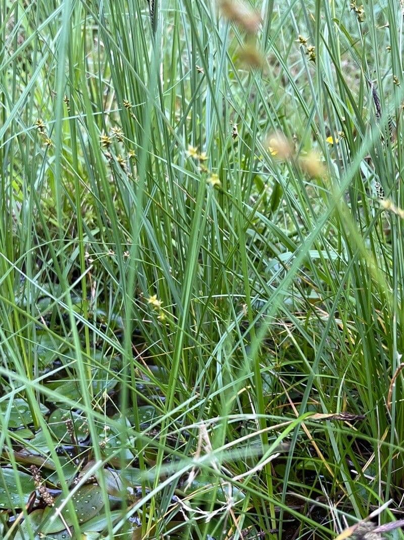 Carice stellata 13