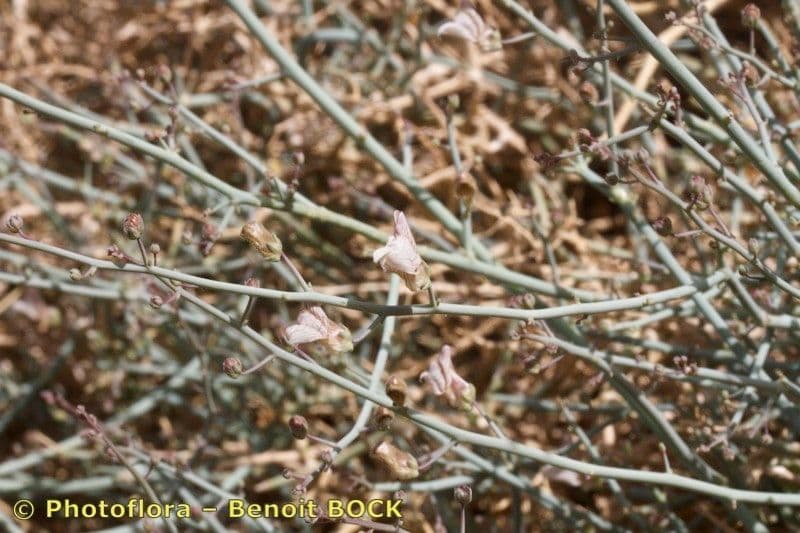 Acanthorrhinum 20