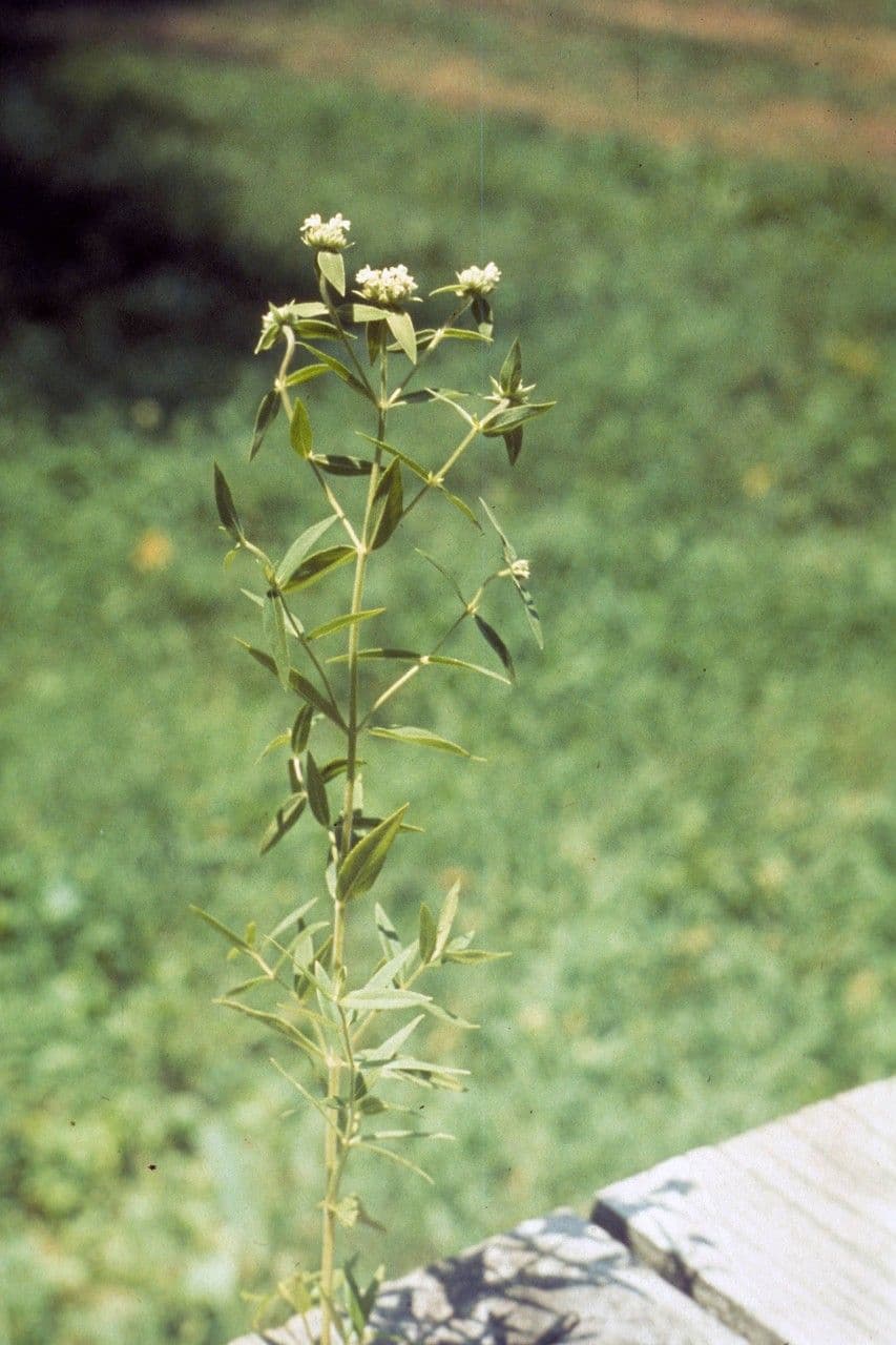 Pycnanthemum verticillatum 9