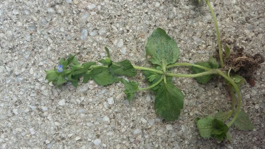 Veronica opaca