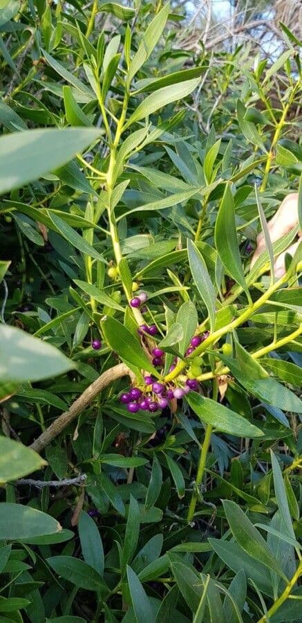 Schlankblättriges Myoporum 20