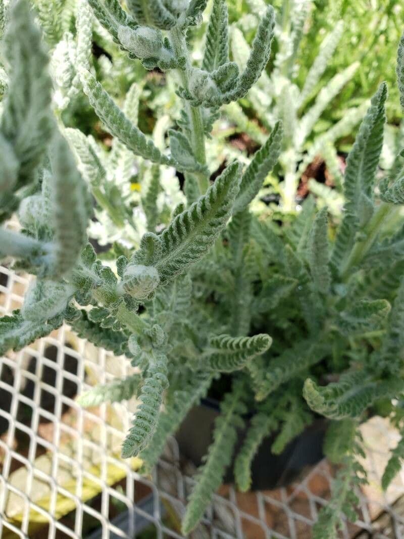 Achillea scutellata 9