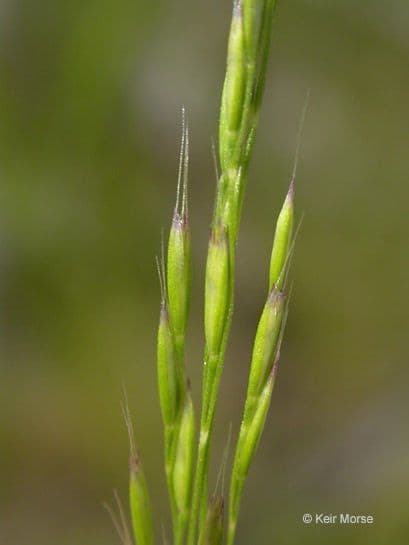 Deschampsia elongata