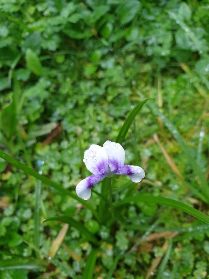 Viola ederacea 2