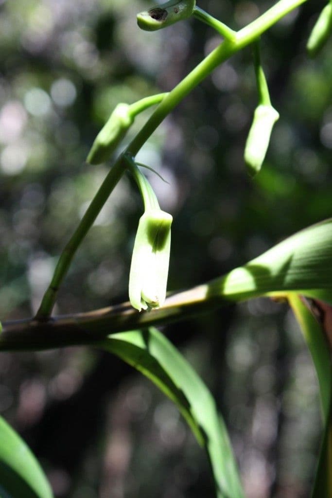 Dendrobium 4