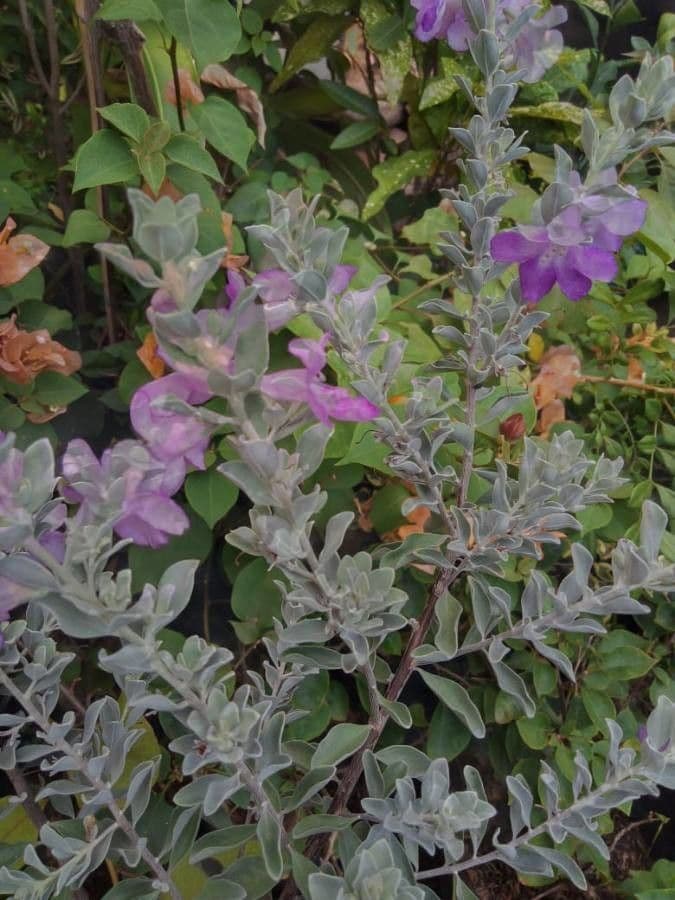 Leucophyllum candidum 13
