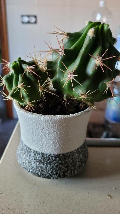 Cactus a botte di Emory 18
