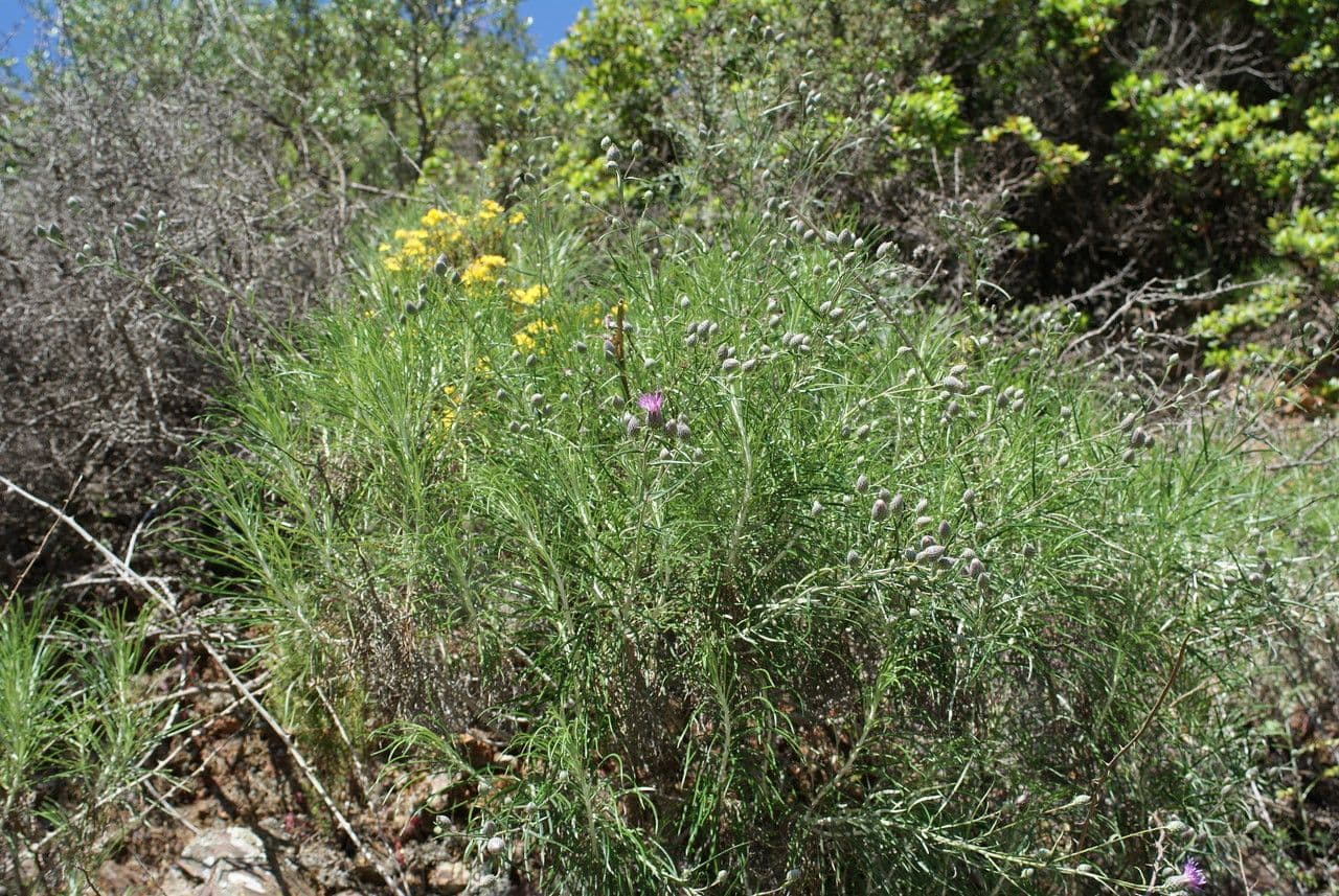 Ptilostemon chamaepeuce 12