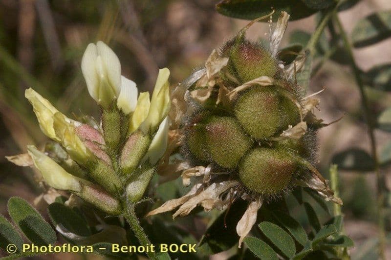 Astragalo ceci
