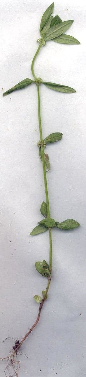 Mitracarpus hirtus 22