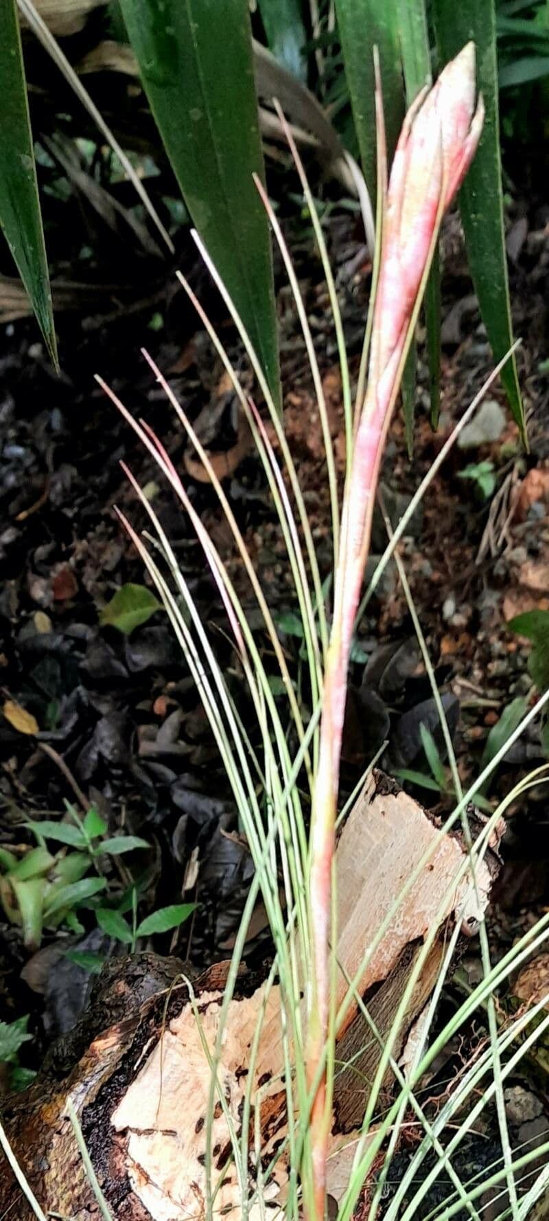 Tillandsia juncea 10