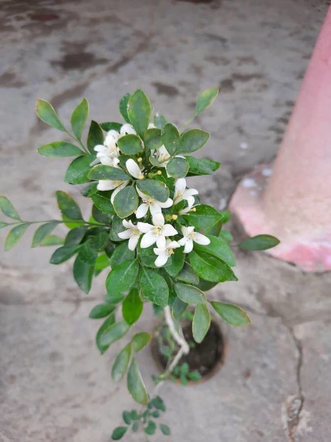 Murraya 14