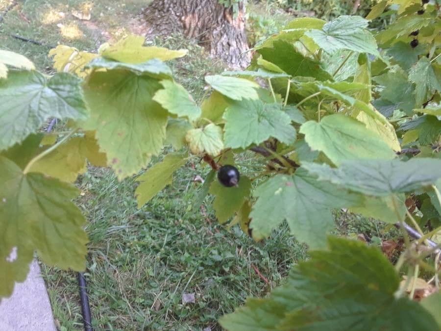 Ribes nero americano 4