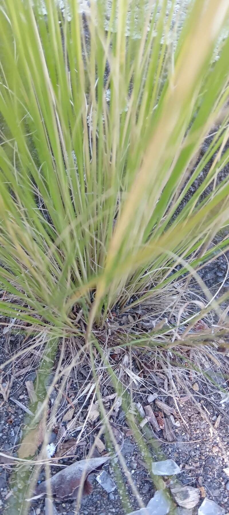 Nassella tenuissima 20