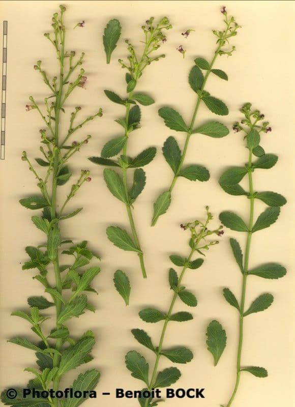 Scrophularia arbustiva 19