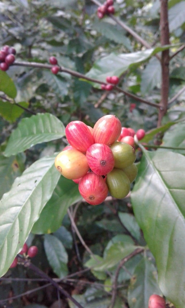Caffè 5