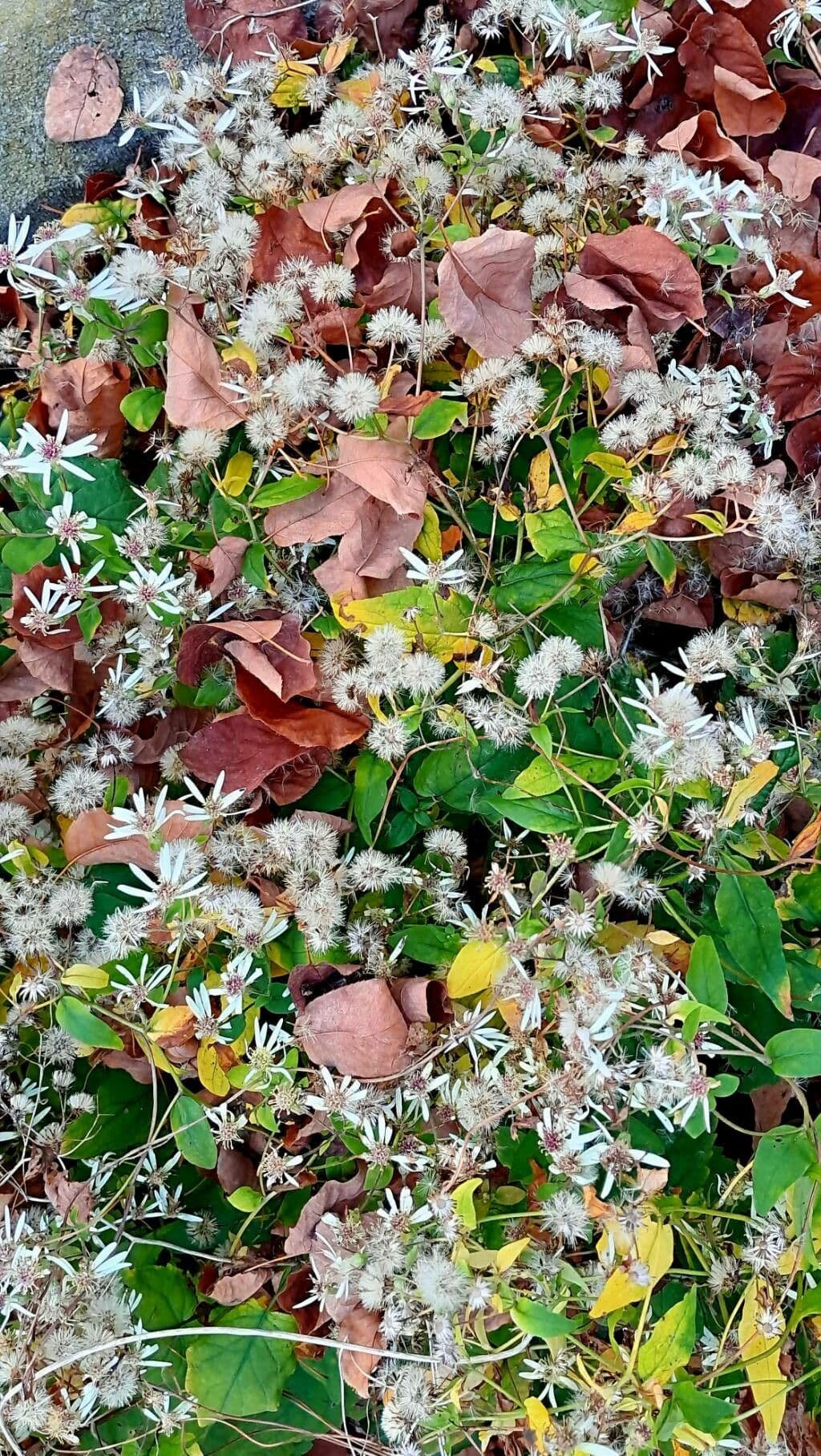 Aster divariqué