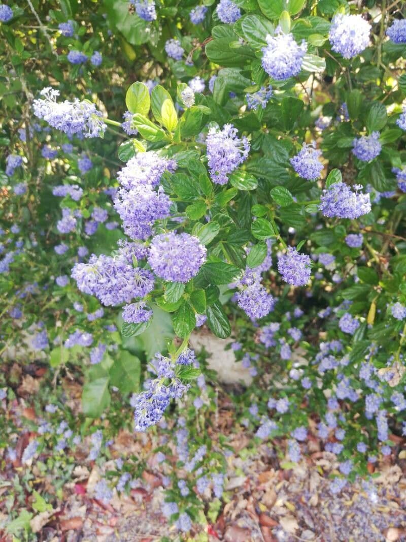 Ceanothus thyrsiflorus 6