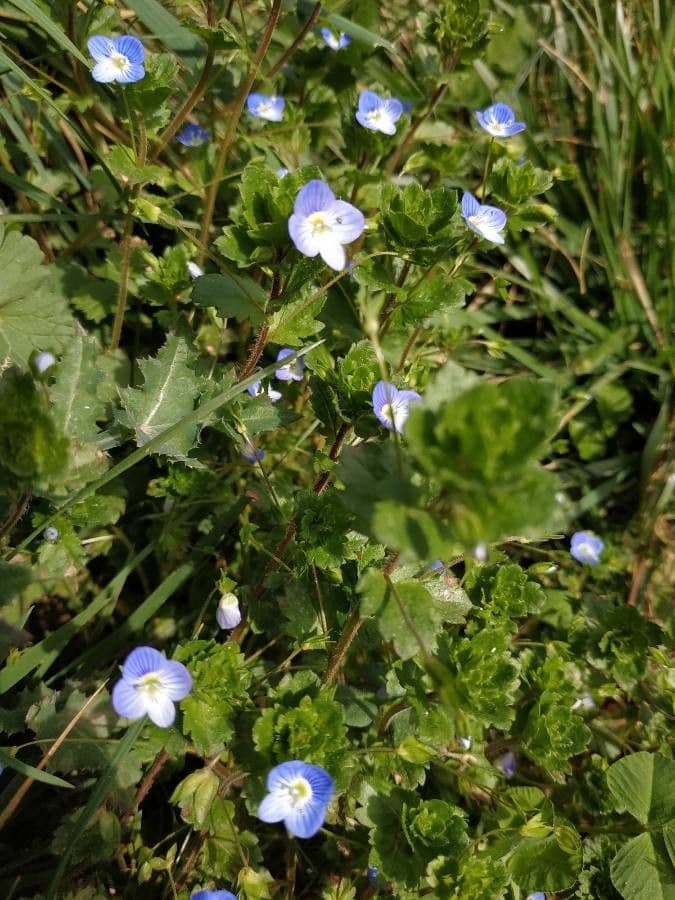 Veronica filiforme 25