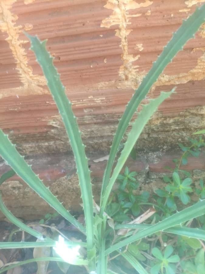 Panicaut à feuilles de pandanus 14