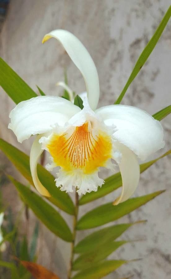 Sobralia 5