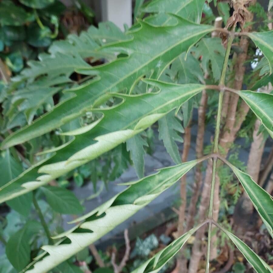 Aralia 16