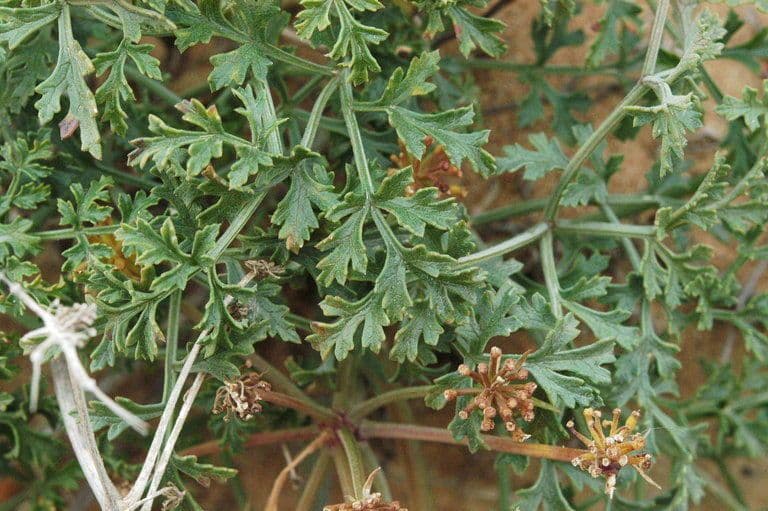 Lomatium Inselbewohner 6