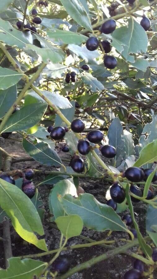 Laurel 2