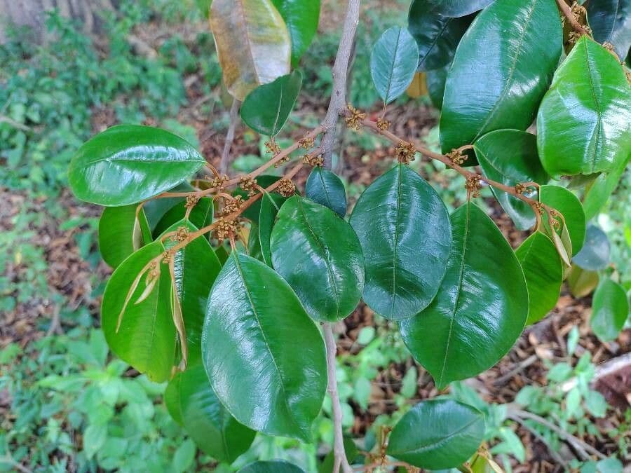 Chrysophyllum mexické 10