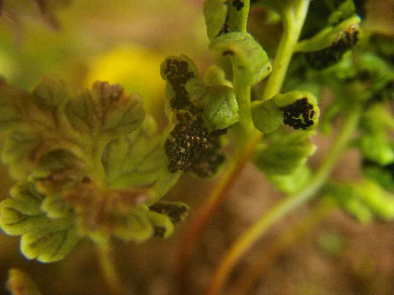 Anogramma leptophylla 6