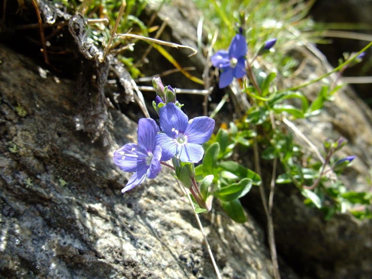 Rock speedwell 14