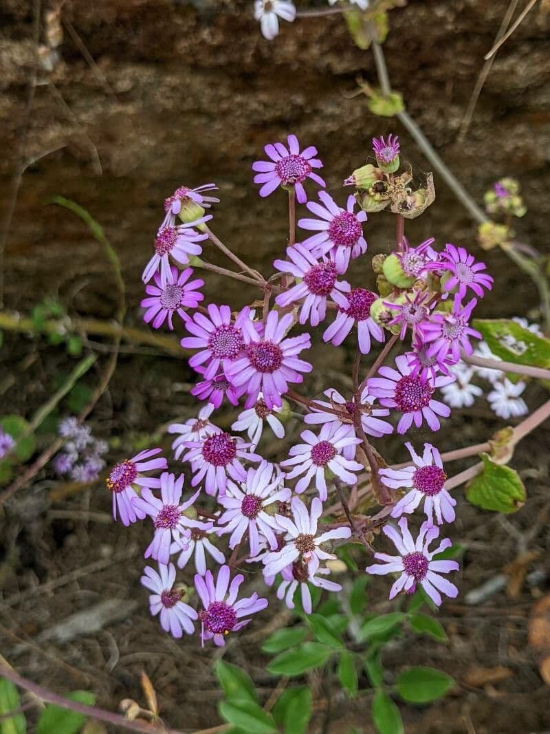 Pericallis