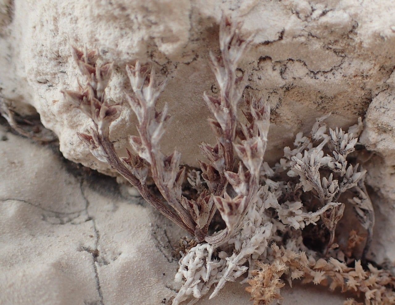 Sedum litorale 10