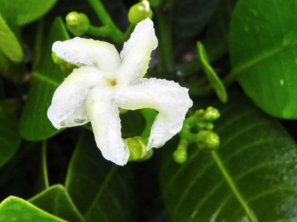 Tabernaemontana 9